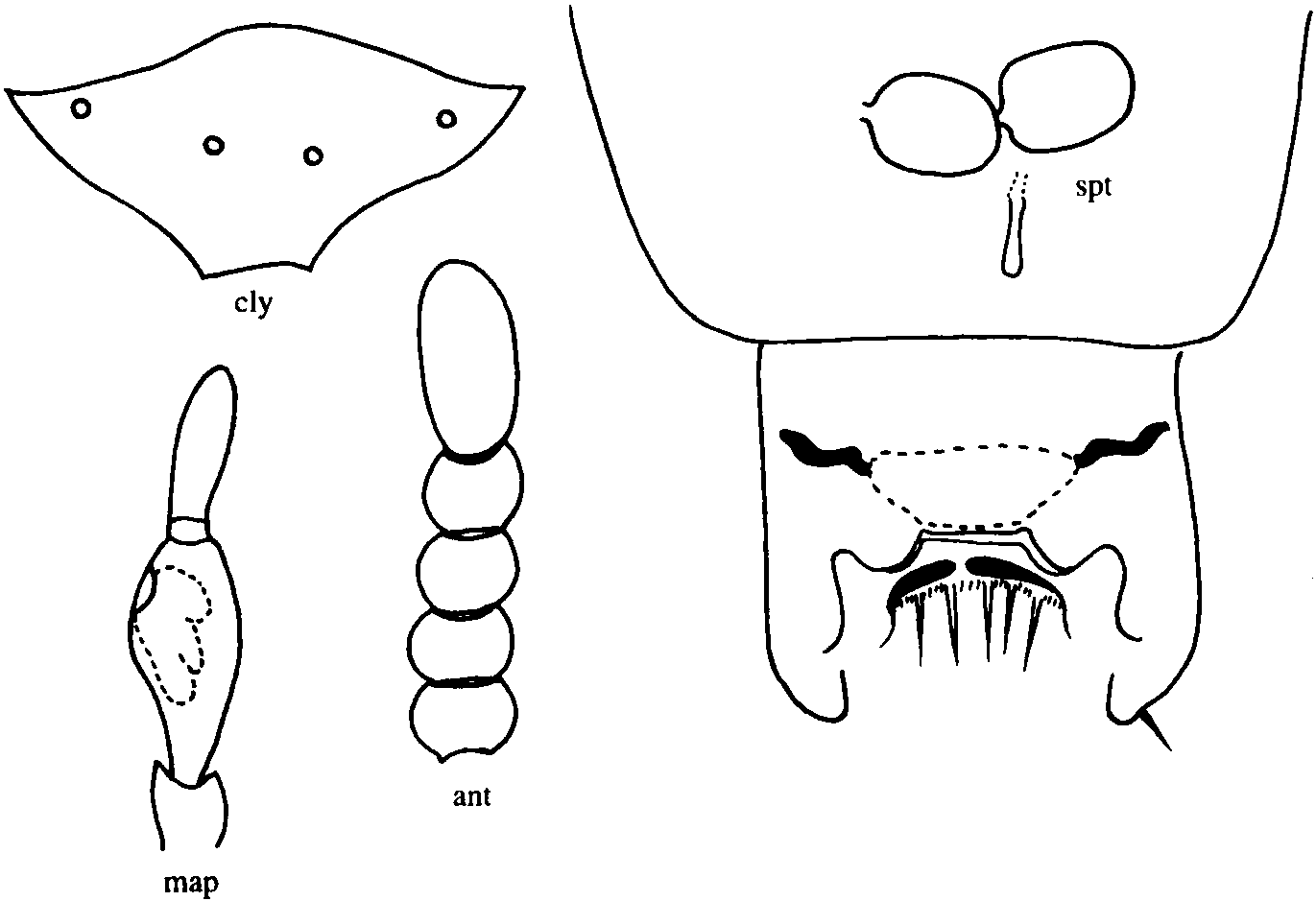 27.小囊細(xì)蠓